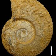 Exemple d'ammonite.