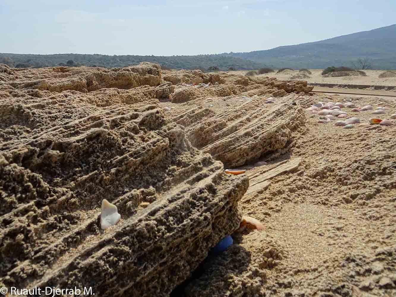 Grès de plage ou ‘beach rock’ (plage d’El Marsa, Algérie).