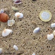 Bioturbation dans un sédiment sableux de plage (petits trous = organismes fouisseurs).