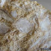 Calcaire organique à Nummulites (foraminifères).