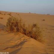 Petite dune de sable mise en place en arrière d’un obstacle végétal (Sahara, Algérie).