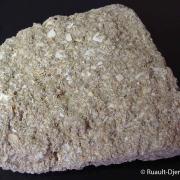 Lumachelle ou calcaire bioclastique.
