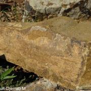Ride fossile dans un grès (légèrement dissymétrique). Région de Guelma, Algérie.