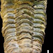 Exemple de trilobite.