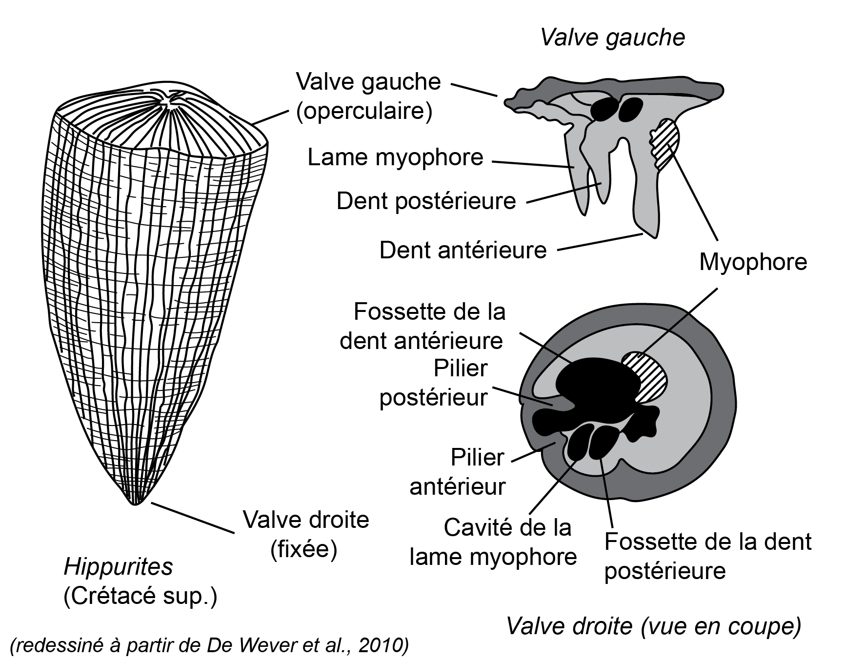 1 rudiste