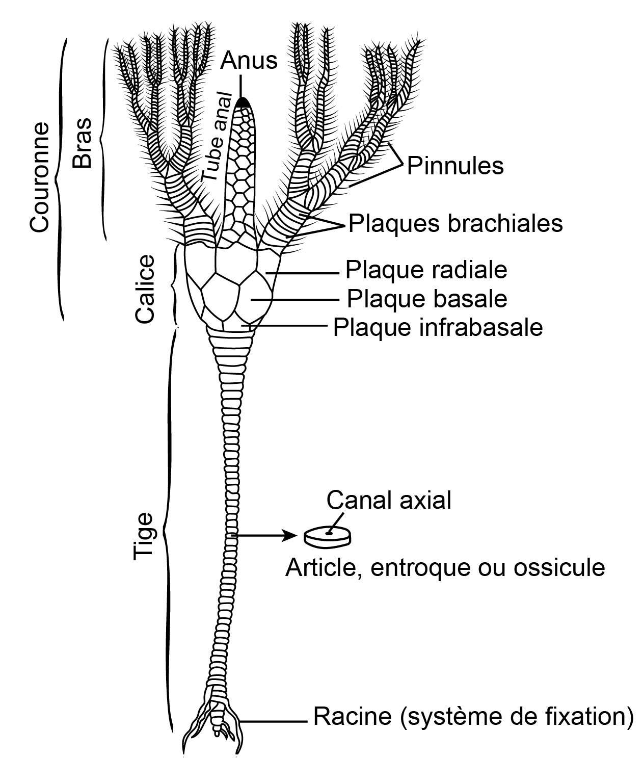 10 crinoide
