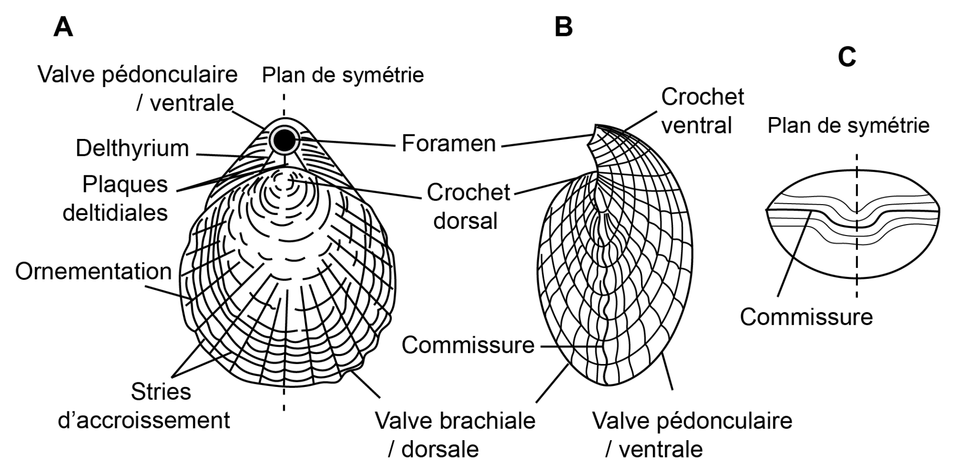 14 brachiopode