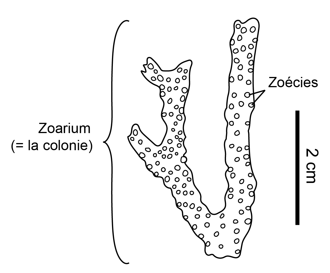 15 bryozoaire