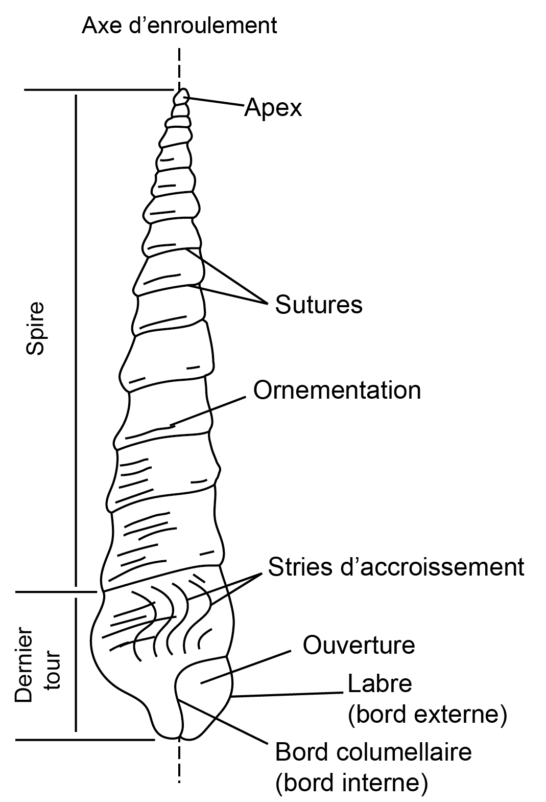 3 gasteropode