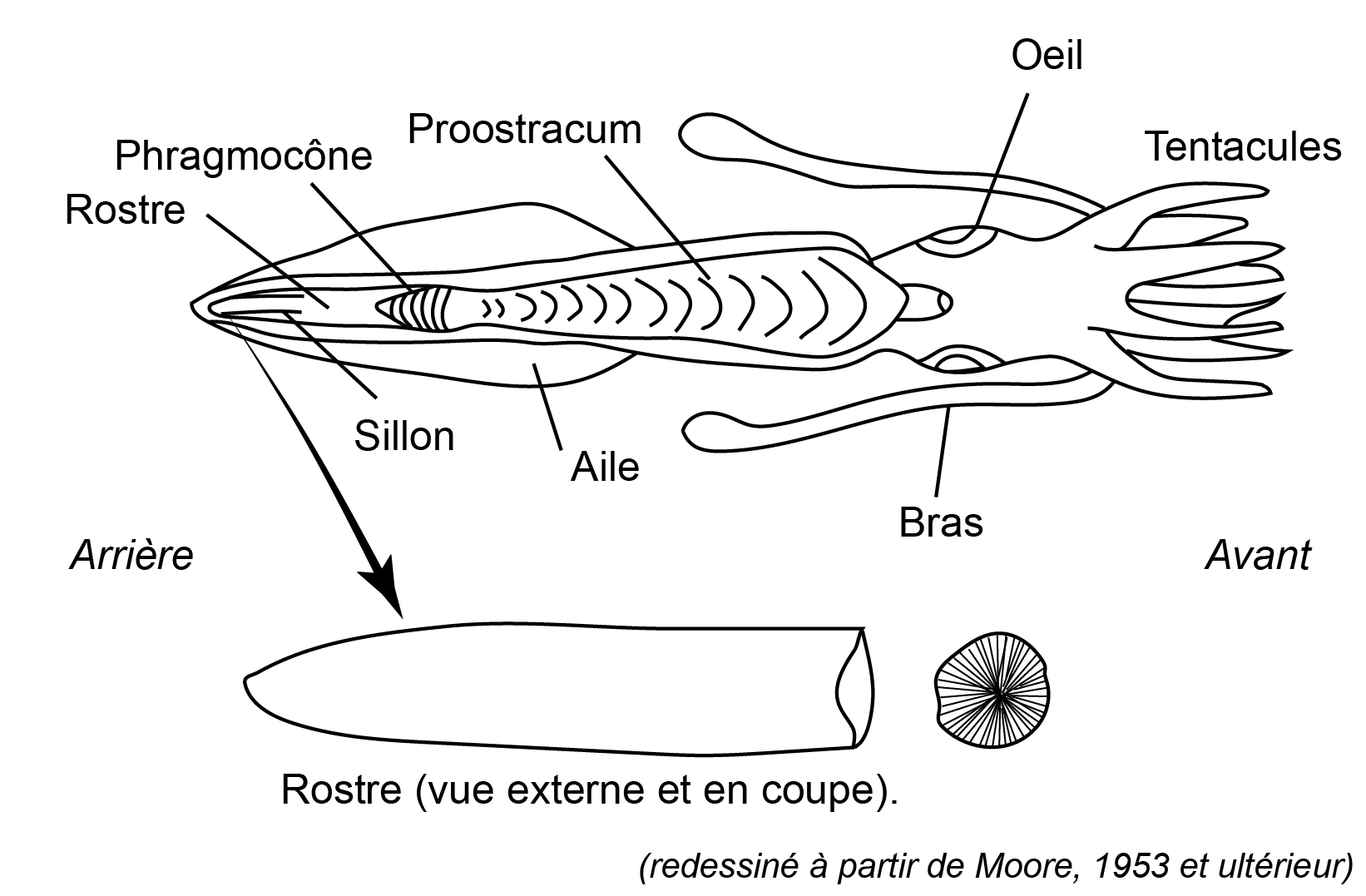 4 belemnite