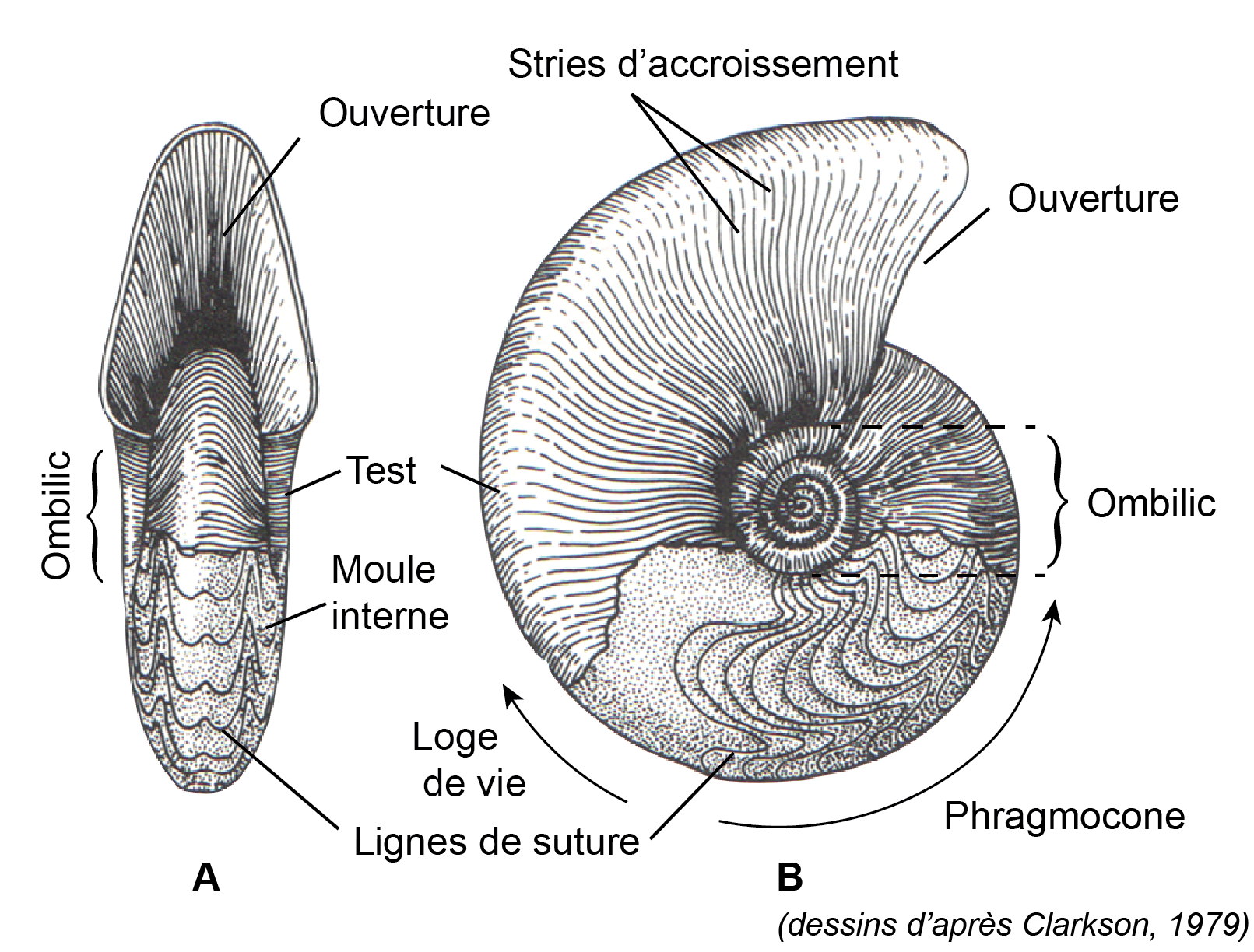 6 ammonite