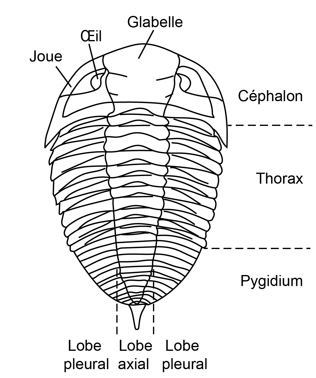 8 trilobite