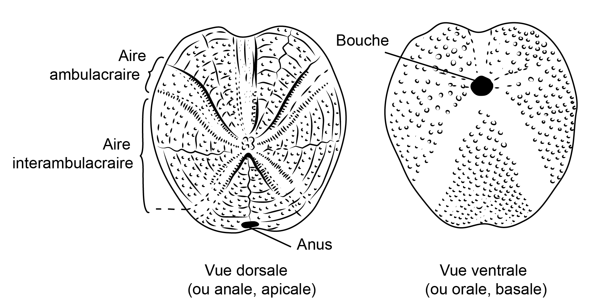 9 echinoide
