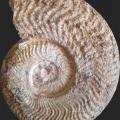 A quel moment a vécu ce fossile ?