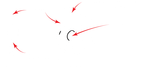Ammonite1