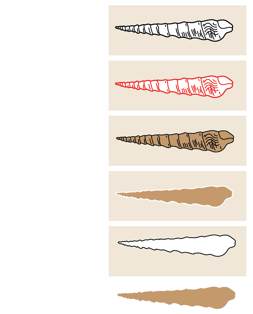 Paleontologie fossilisation